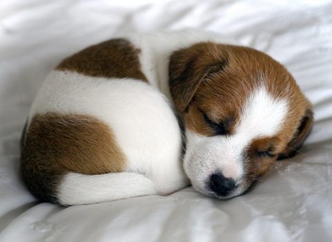 Puppies across Ireland to be recruited for landmark study