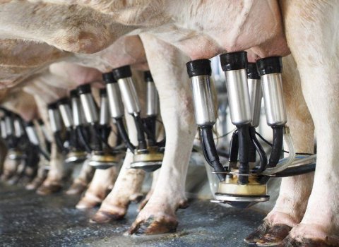 AI milking tech named best in show at Ploughing Championships pre-event