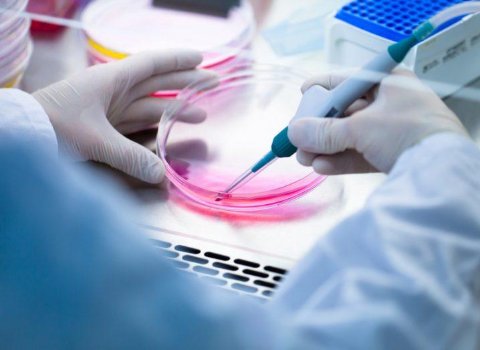 We just took a massive step towards growing human limbs in the lab