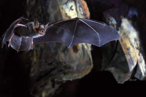 Bats and volcanoes research funded in UCD’s latest EU award success