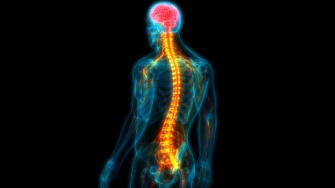 Irish scientists create 3D-printed implant to heal injured spine